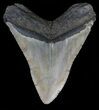 Megalodon Tooth - North Carolina #67298-2